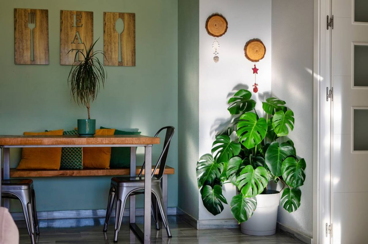 Monstera Deliciosa dans un salon