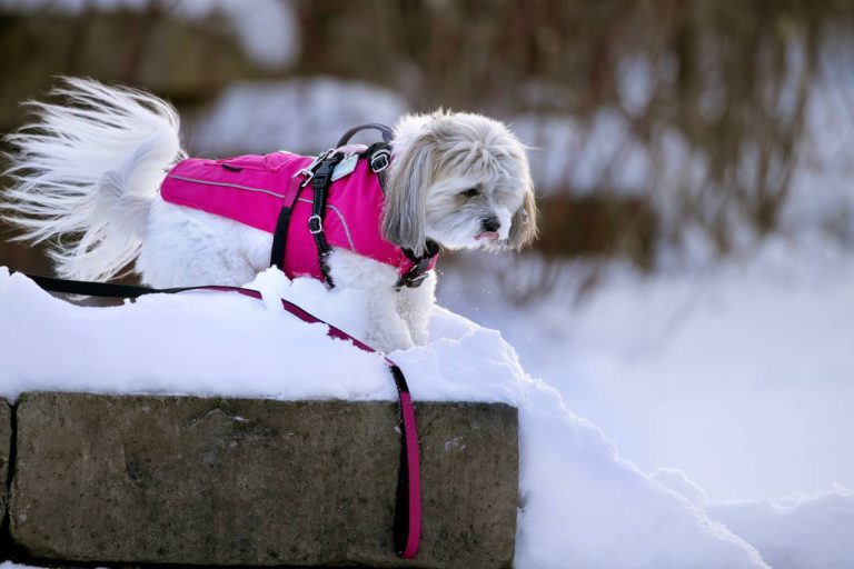 manteau chien hiver