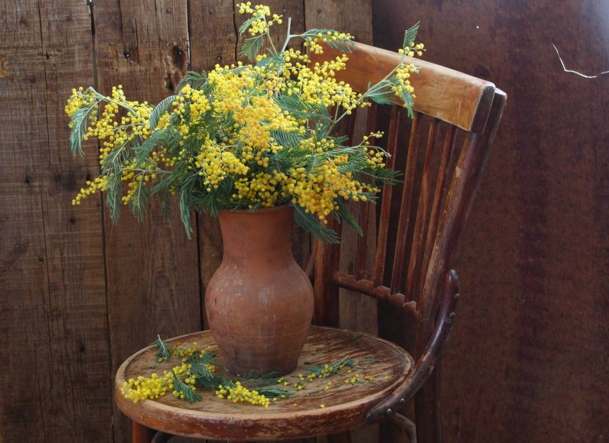 mimosa dans un pot de fleur