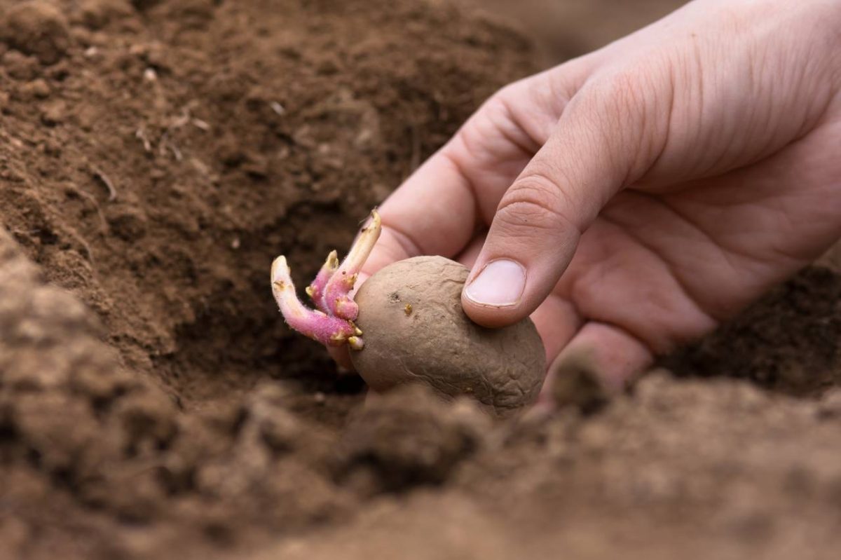 planter des pommes de terre