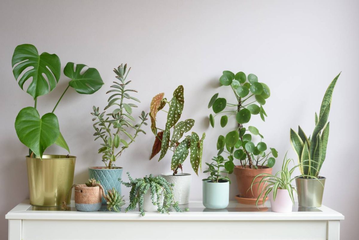 Plantes d’intérieur