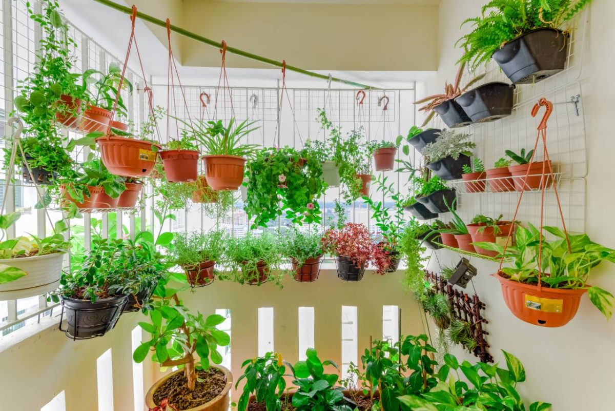 plantes balcon