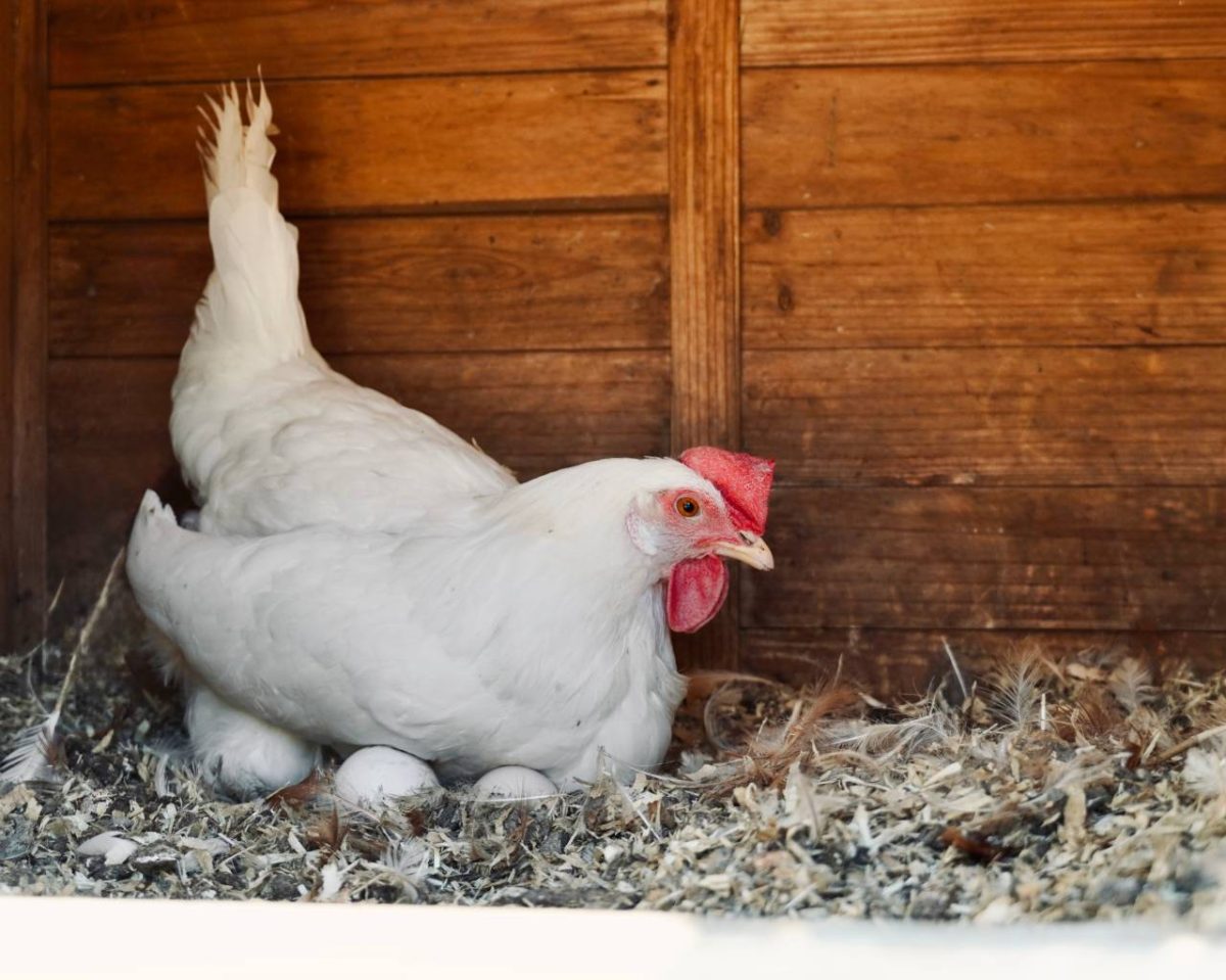 oeufs poules
