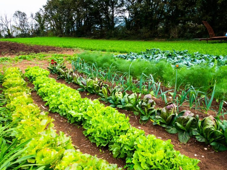 potager