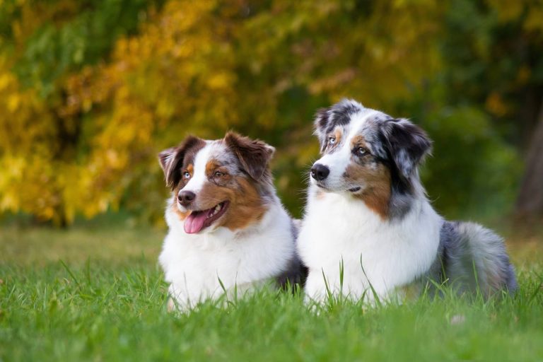 Bergers Australiens
