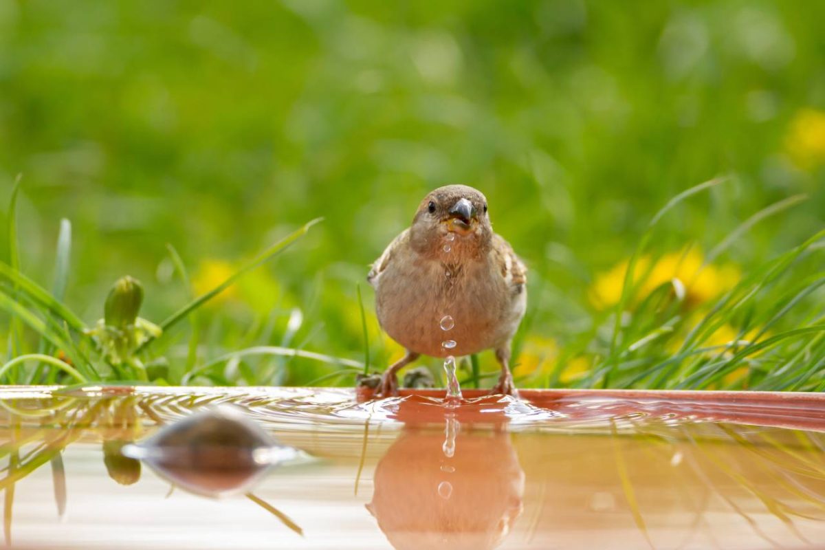oiseaux canicule