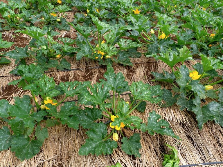 plants de courgettes potager