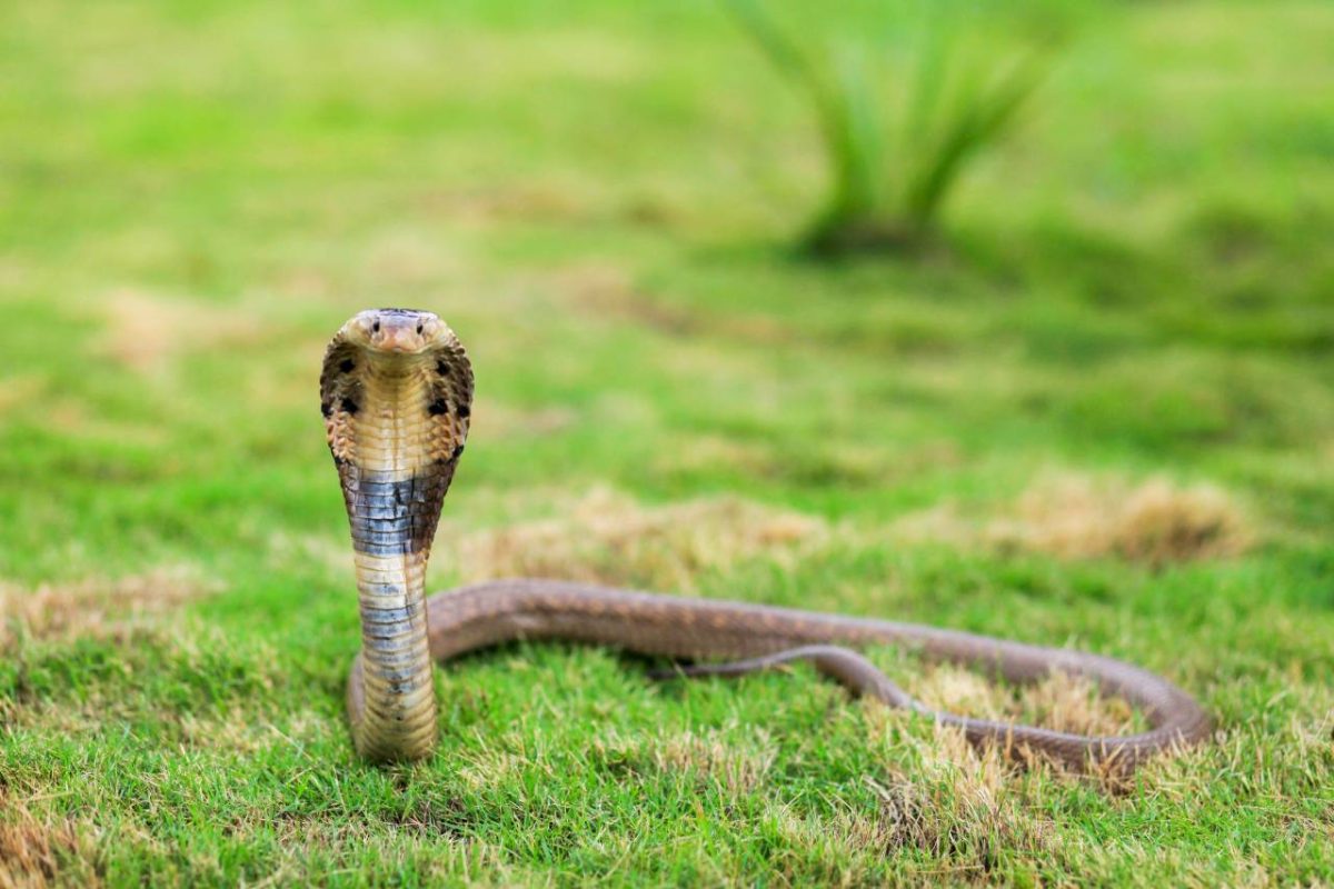 Le Cobra indien